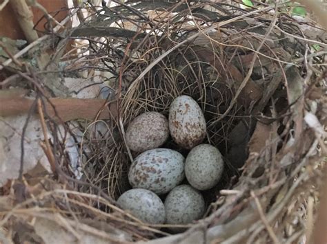 NestWatch | Northern Cardinal nest in NW suburban greater Chicago area - NestWatch