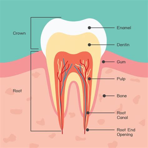 Question From a Patient: My Tooth Didn't Hurt Before You Worked on It ...