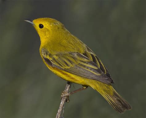 Yellow Warbler | San Diego Bird Spot