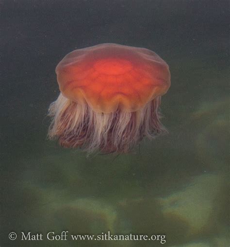 Lion’s Mane Jellyfish (Cyanea capillata) – Sitka Nature