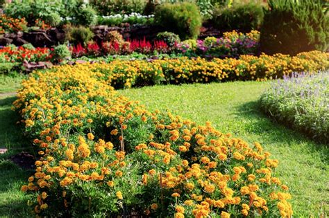 How to Grow and Care for Marigolds - Garden Lovers Club