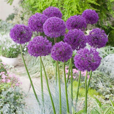 Allium Purple Sensation - Beechmount Garden Centre