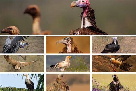 African Vulture Species