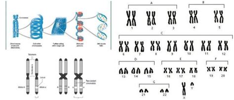 Estructura del Cromosoma: Definición, Estructura y Puntos Claves de los Cromosomas en el ADN ...