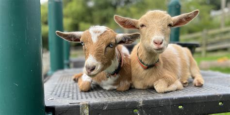 Meet Our Nigerian Dwarf Goats | Smithsonian's National Zoo and Conservation Biology Institute