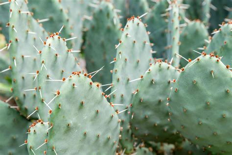 How To Grow Prickly Pear Cactus Outdoors / It grows fast, gets tall like a tree, and is edible ...