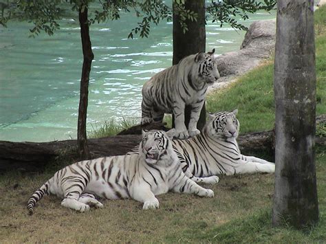 Desktop Nature wallpaper: White Tigers Free Desktop Wallpaper, White ...