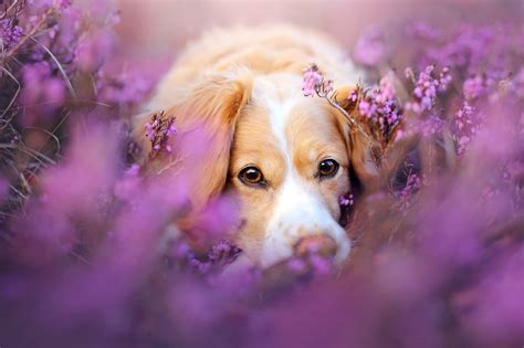 Cute Dog In Flowers, HD Animals, 4k Wallpapers, Images, Backgrounds ...