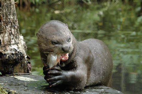 The Diverse Wildlife in Bolivia - Bolivia Hop