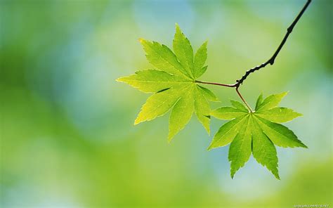 HD wallpaper: two green leaves, maple, leaf, nature, tree, branch, green Color | Wallpaper Flare