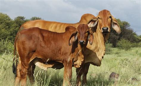 History of SA Brahman - Brahman Cattle