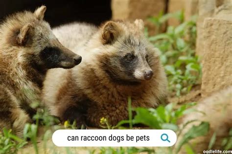 What Is A Raccoon Dog? (with Photos) Understanding This Canine Species - OodleLife®