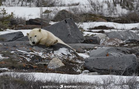 Polar bear photography tour | Big Fish Expeditions