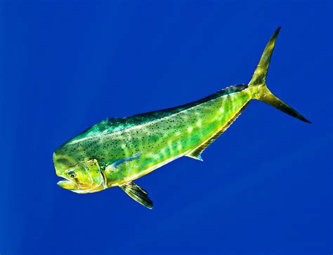 Mahi Mahi Dorado or Common Dolphin Fish Bull - The ABGB