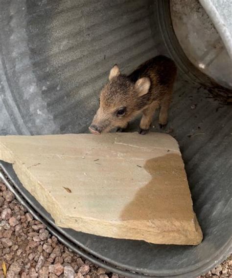 Rescue of newborn javelinas in Foothills prompts call for wildlife ...