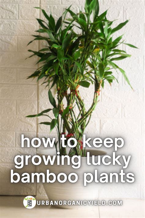 Lucky bamboo care tips how to make a lucky bamboo last longer – Artofit