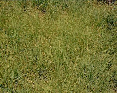 Shortgrass Prairie Grass Seed Mix | Holland Wildflower Farm