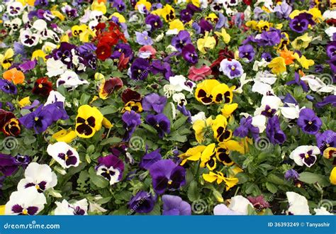 Pansy flower stock image. Image of spring, springtime - 36393249