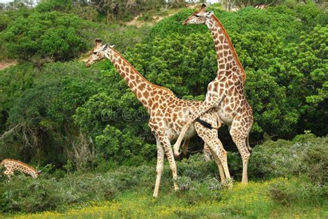 Giraffes mating. In the green bush of South Africa , #SPONSORED, #green ...