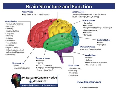 Neurofeedback treatment - Brain Diagram | Brain structure ...