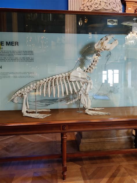 It's a Sea Lion skeleton : r/ItsaSeaLion