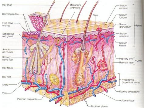 Human Epidermis Diagram Human skin diagram human skin Photo & Picture Gallery | Skin anatomy ...