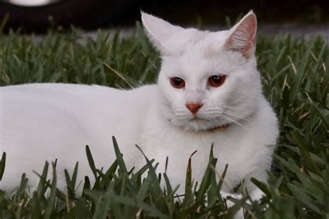 White Cat With Red Eyes