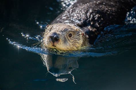 Meet Clara the Sea Otter - Point Defiance Zoo & Aquarium