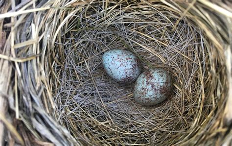 Song Sparrow nest with eggs - Flathead Audubon Society