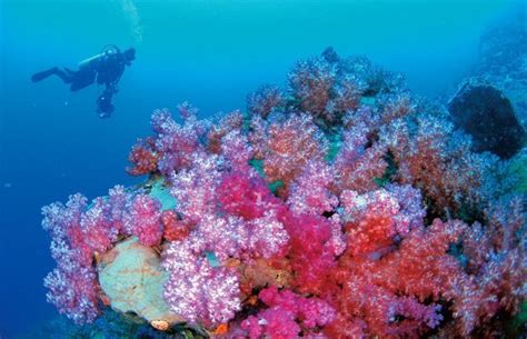 Six of the best coral reefs - Australian Geographic