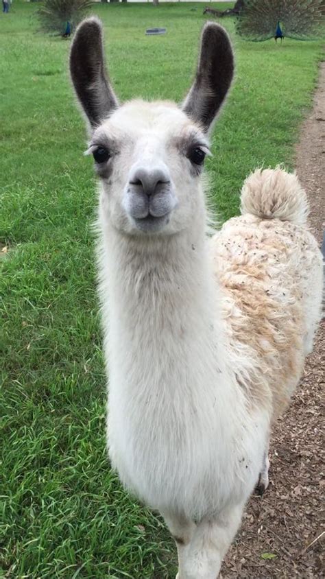 Cała 'lama' zabawy: Alpacas And Llamas As Pets | CVMBS News | Carlos Ramirez