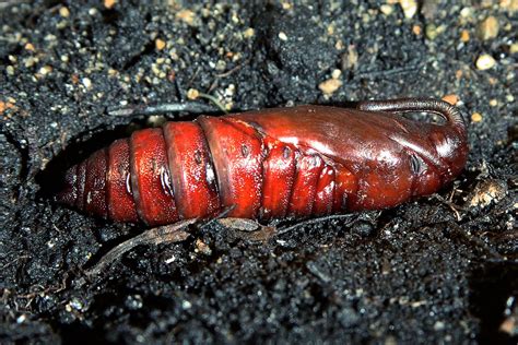 Carolina Sphinx Moth Pupa | This past spring, I planted some… | Flickr