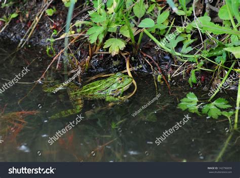 Water Frog Natural Habitat Stock Photo 142796839 - Shutterstock