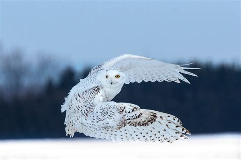 Snowy owl in flight - Jim Zuckerman photography & photo tours