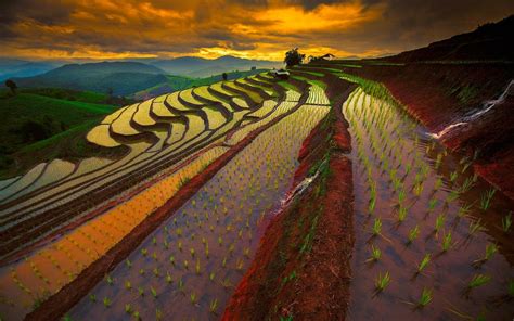 Sawah Wallpapers - Top Free Sawah Backgrounds - WallpaperAccess