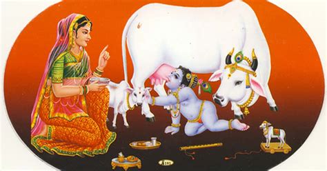 Sacred Cow Of Hinduism