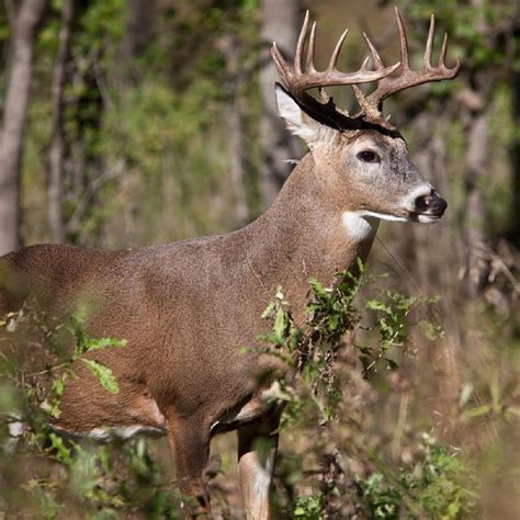 Venado Cola Blanca - AESPAC