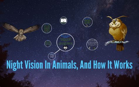 Night Vision in animals, and how it works by Hailie Mills on Prezi