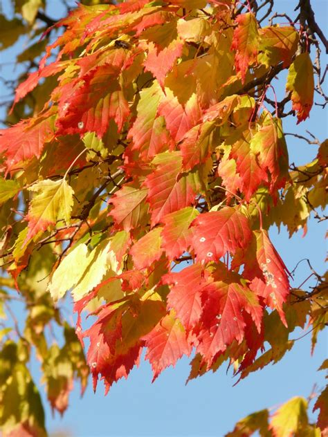 Free Images : nature, branch, flower, red, season, maple tree, maple leaf, leaves, shrub, fall ...