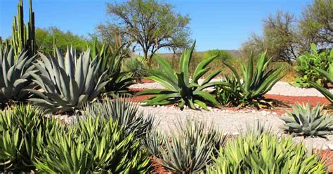 Types Of Agave Plants: Varieties For Houseplant and Landscape Use