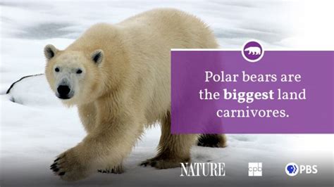 Polar Bear Fact Sheet | Blog | Nature | PBS