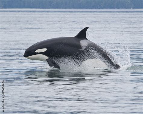 Breaching Orca, Alaska Stock Photo | Adobe Stock