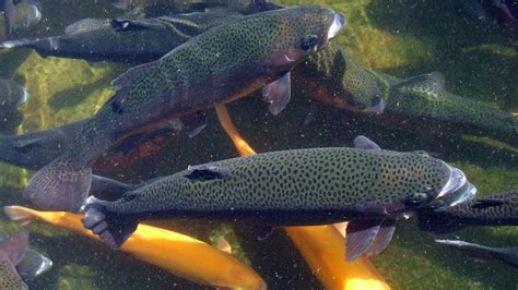 How to Raise Trout in Aquaponics? - horticultureadvice.com