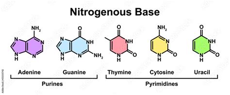 Chemical Illustration of Nitrogenous Base Molecules Types. Vector ...