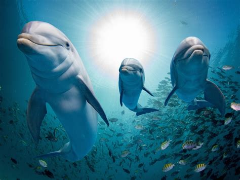 Bottlenose Dolphins Swimming