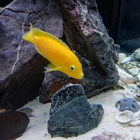 Electric Yellow Cichlid: Habitat, Care, Mates, Breeding