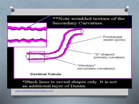 Dentinal tubules and its content final/cosmetic dentistry courses