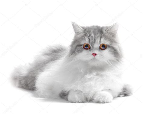 Persian cat — Stock Photo © mihtiander #8155284