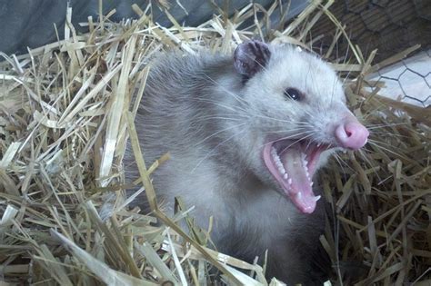 Opossums in Your Backyard! - World Class Wildlife Removal & Rodent Remediation