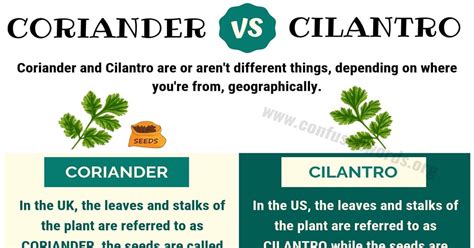 CORIANDER vs CILANTRO: Surprising Difference Between Cilantro vs ...